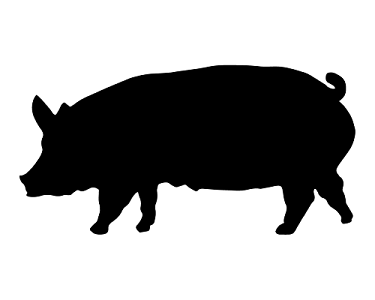 Pig